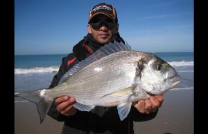 Pesca all’orata Gigante: tecniche e segreti per la regina del sottocosta