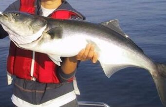 La pesca al pesce serra pesce serra