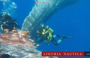 Eolie: Il salvataggio di un capodoglio intrappolato in una rete