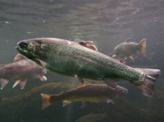 L’attrezzatura consigliata per la pesca alla trota in laghetto pesca-alla-trota